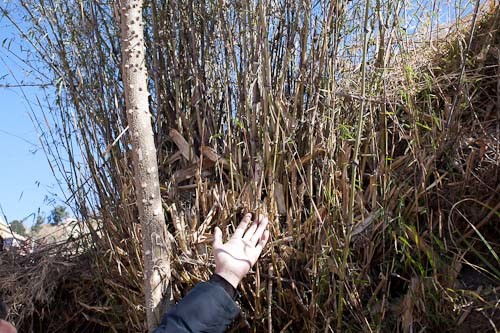 村官請教剛竹 淡竹 毛竹 竹子種植品種