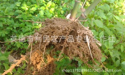【竹子 麻竹苗 正宗臺灣竹子苗 包成活包竹子種植技術】價格,廠家,圖片,竹類植物,英德市利民農產品專業合作社-