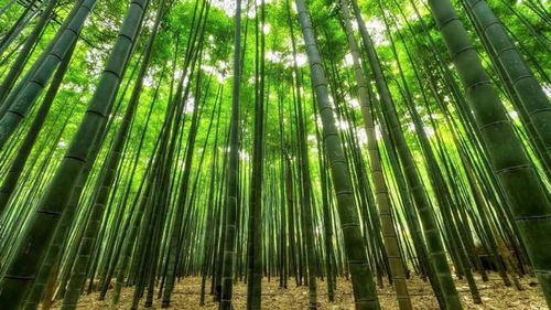 竹子當鋼筋用,難道竹子不會腐爛 為何卻有人應邀做這種無稽之事