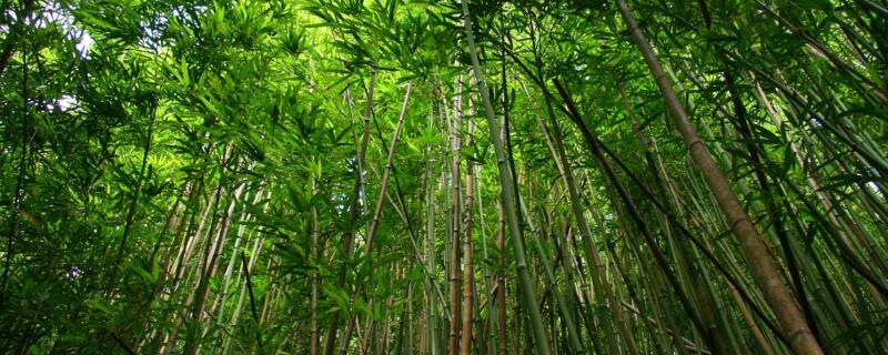 竹花幾月開? -種植知識- 土流網