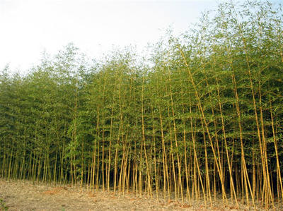 金鑲玉竹、剛竹子、青竹子、紫竹、早園竹、慈孝竹、佛肚竹、鳳尾竹、毛竹、箬竹、淡竹、鋪地竹賽錦園林批發