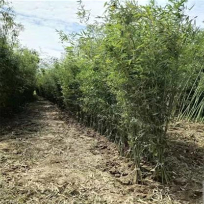 竹子 竹子 各種種類竹子基地