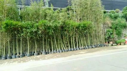 羅漢竹,琴絲竹,小青竹,剛竹。