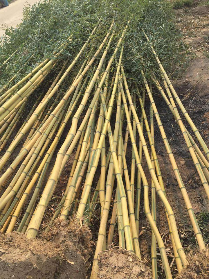 [黃金竹]黃金竹圖片_批發(fā)價格_種植技巧-藤本月季網(wǎng)