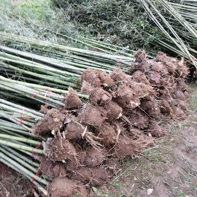 剛竹鋼竹青皮竹批發(fā)種植基地河南南陽桐柏縣