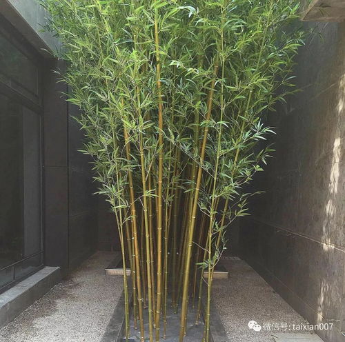 庭院養(yǎng)竹的講究 告誡 院里千萬別這樣種竹子 半年身體就出問題