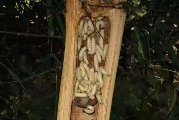 廣東十種變態食品,絕對重口味,你敢吃嗎
