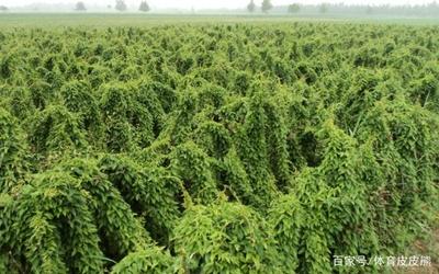 山藥種植技術:教你如何正確的使用山藥套管栽培技術