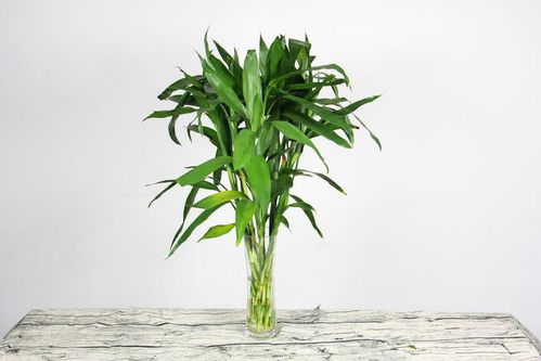種植富貴竹,總是黃葉 爛根,加點兒 料 ,枝繁葉茂,還會開花
