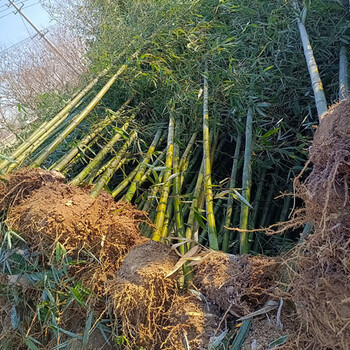 小竹子價格