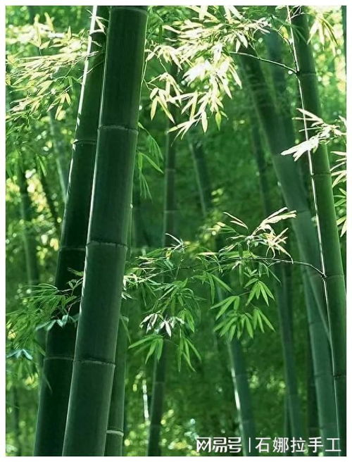 時文選粹 逃票四十三年 補 回心安,是什么原因