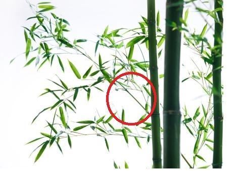 竹子的種植方法