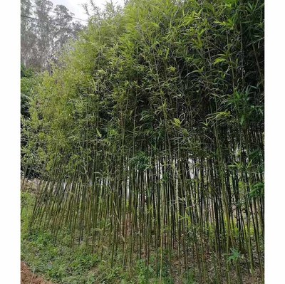 移植四方竹基地直供 批發四方竹 各種竹子觀賞竹種植