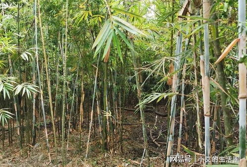 麻竹種植時這四個細節非常關鍵,很多人都不明白,難怪發芽率不高