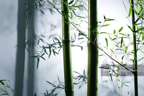 攝影圖片