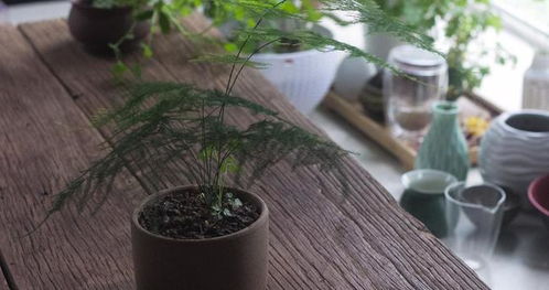 怎么種植好文竹,掌握方法技巧,輕松解決問題