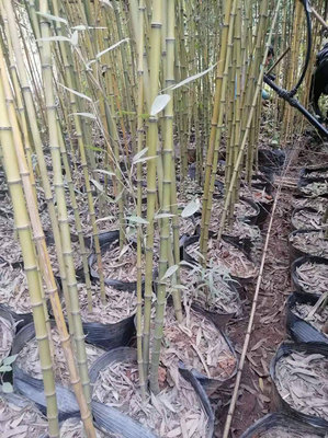 竹子多少錢一棵?竹子怎么種、什么時候種?