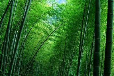 竹子成致富法寶,村民過上因竹而富的小康生活
