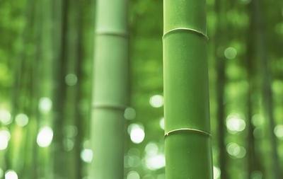 竹子的栽培技術以及注意事項