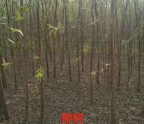 【垂柳|津南垂柳樹苗供應】惠民縣稀景苗木種植專業合作社 - 產品庫