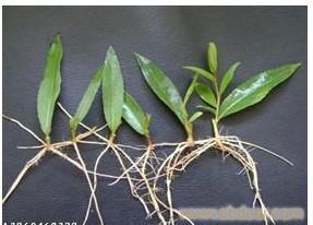 給河北中綠林木種植的美國竹柳的栽培技術留言_產品詢價_詢價留言
