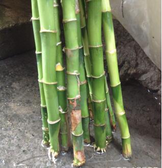 水里加1種家家都有的小玩意,養富貴竹,根壯 枝粗 葉綠