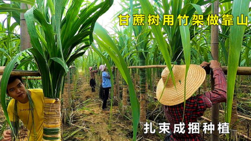 扎束成捆種植的木格白玉甘蔗大風一吹就倒,沒有竹架當靠山支撐是不行的