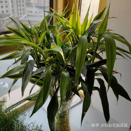 家里養5種 吉祥竹 ,富貴不俗,好日子節節高升